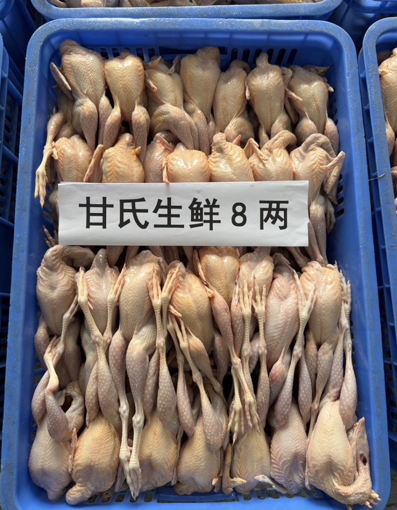 肇庆白条鹧鸪冷冻真空包装养殖基地现杀现发欢迎选购