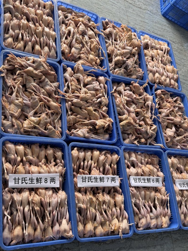 肇庆白条鹧鸪冷冻真空包装养殖基地现杀现发欢迎选购