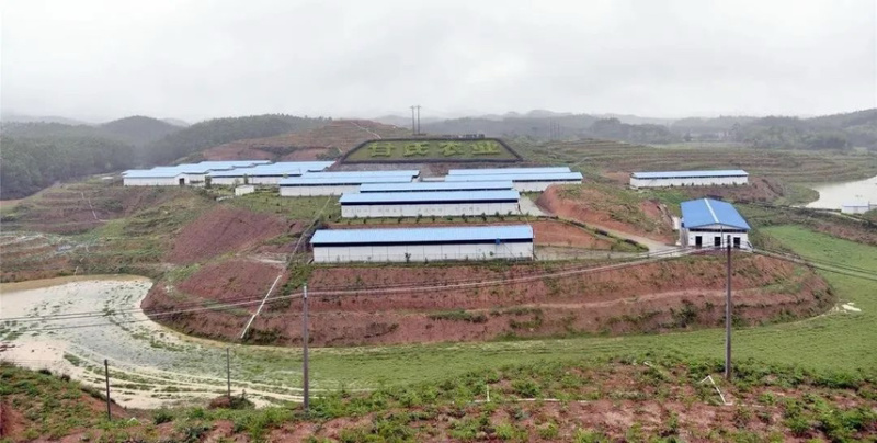 肇庆白条鹧鸪冷冻真空包装养殖基地现杀现发欢迎选购