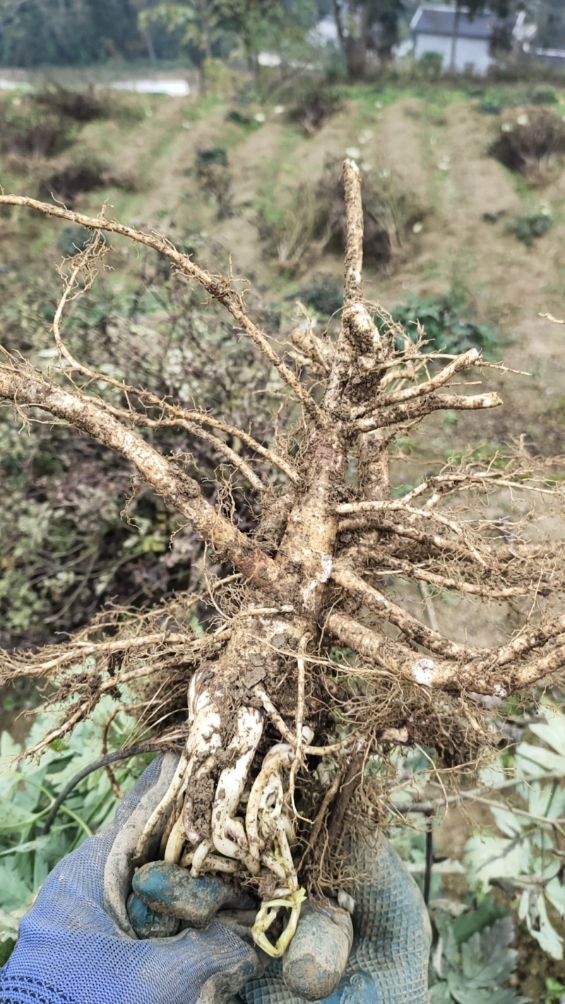 贵州遵义白花前胡，新鲜货