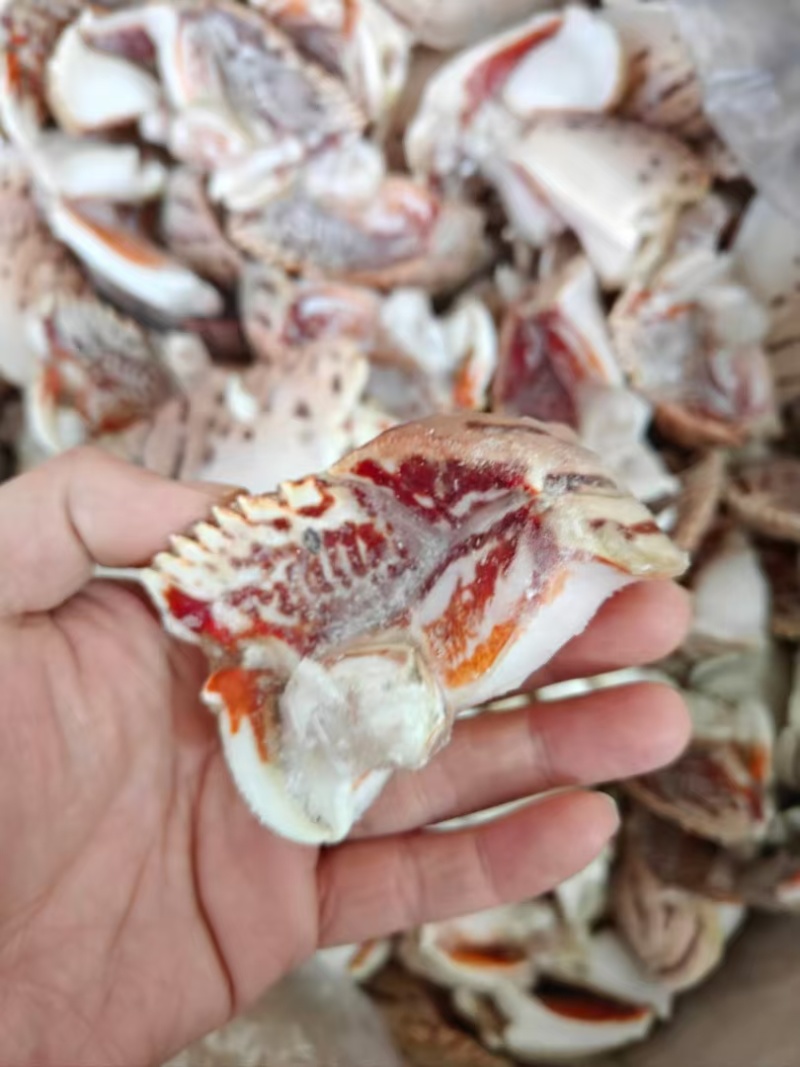 大虎纹蟹钳批发