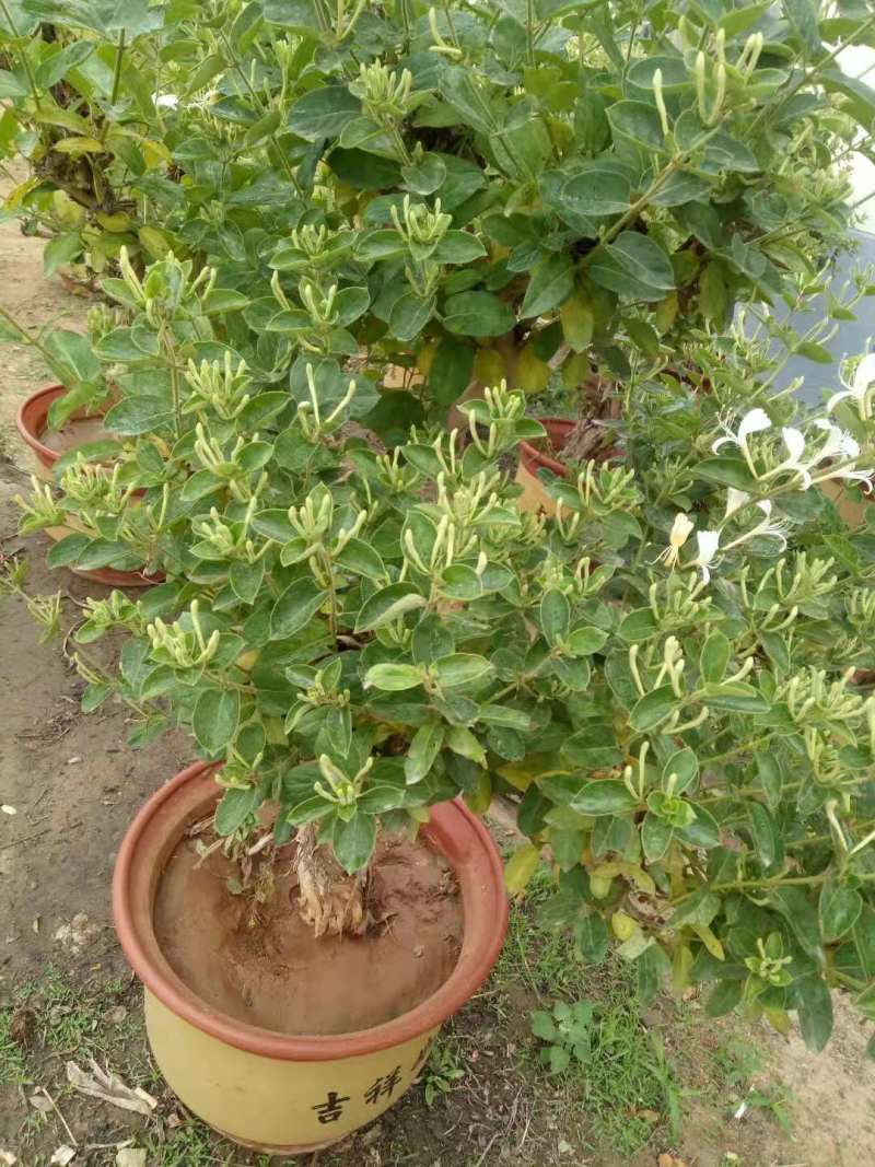 四季金银花百花一号及很多品种
