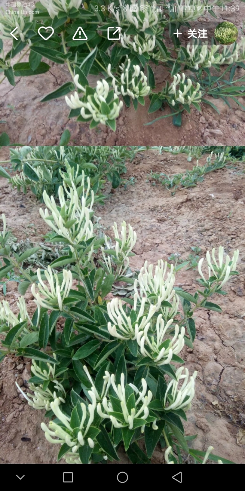 四季金银花百花一号及很多品种