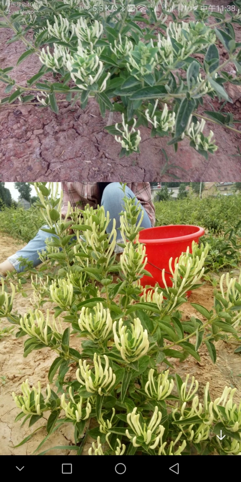 四季金银花百花一号及很多品种