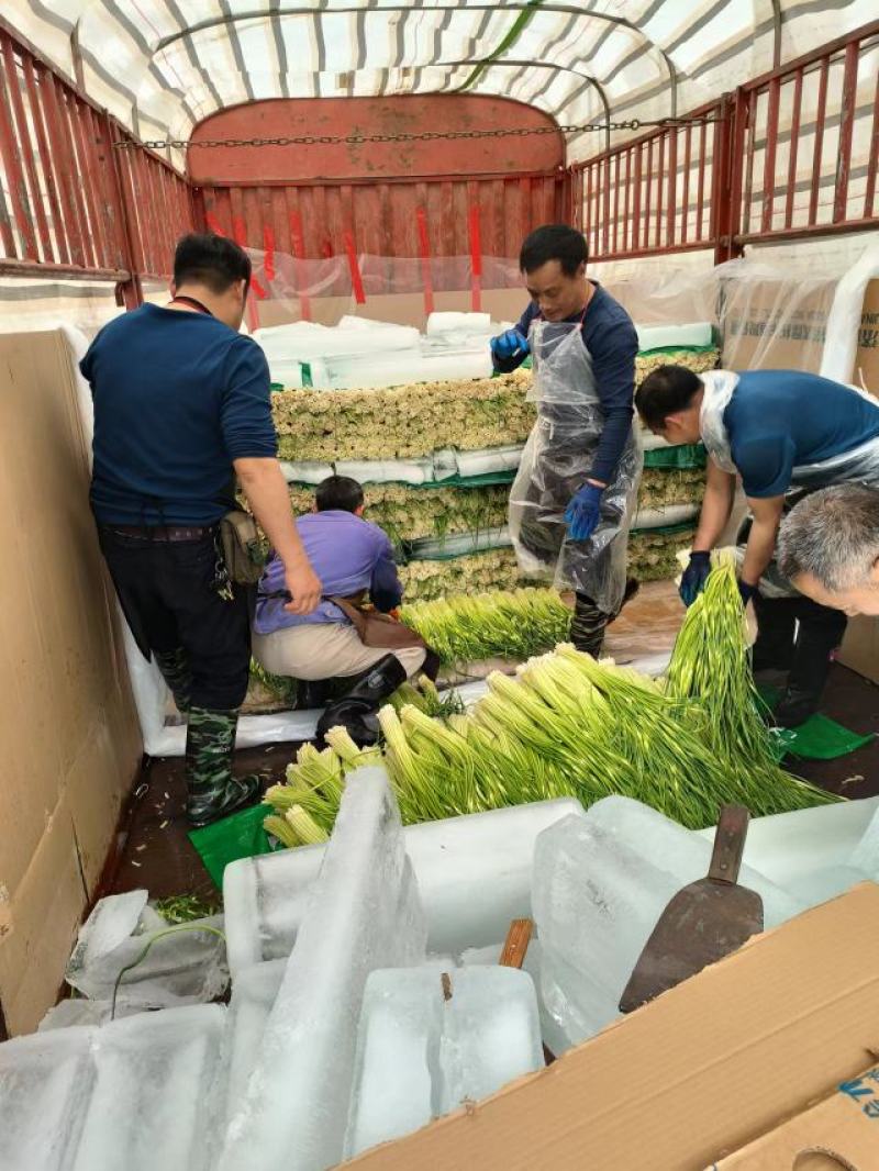 2026年新鲜香蒜苔，代收代发，落地配找车物流一条龙服