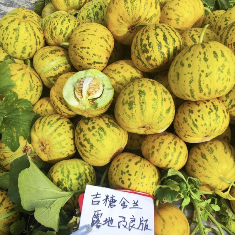 吉糖金兰甜瓜种子露地改良版大果花皮绿肉八里香甜瓜种子高糖