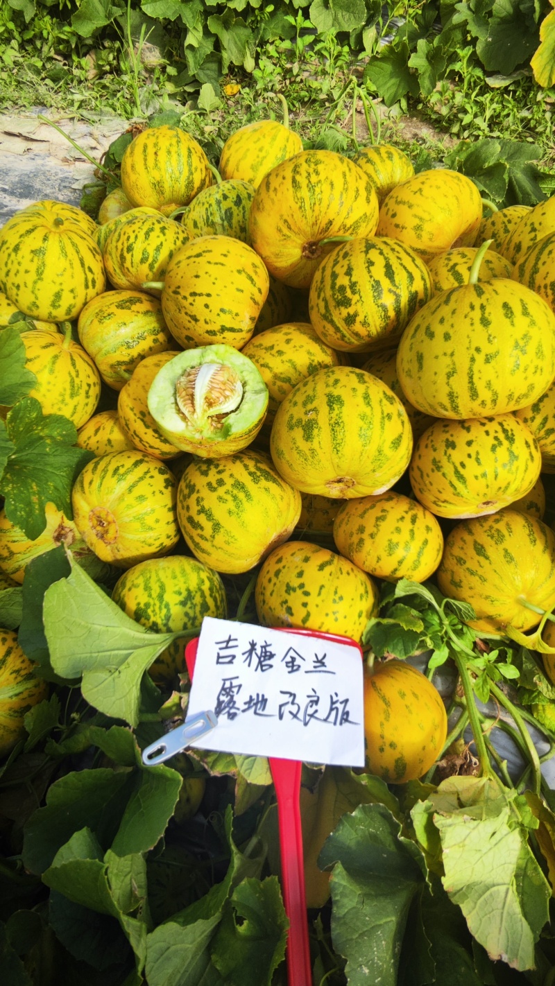 吉糖金兰甜瓜种子露地改良版大果花皮绿肉八里香甜瓜种子高糖