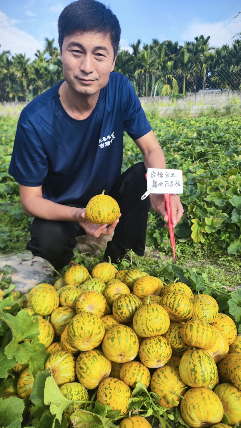 吉糖金兰甜瓜种子露地改良版大果花皮绿肉八里香甜瓜种子高糖