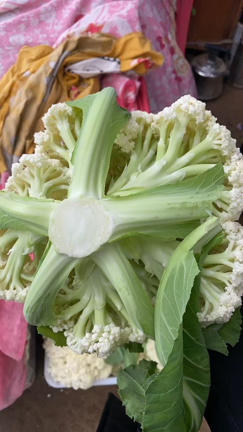 有机花菜山东松花1~2斤乳白质量产地直发