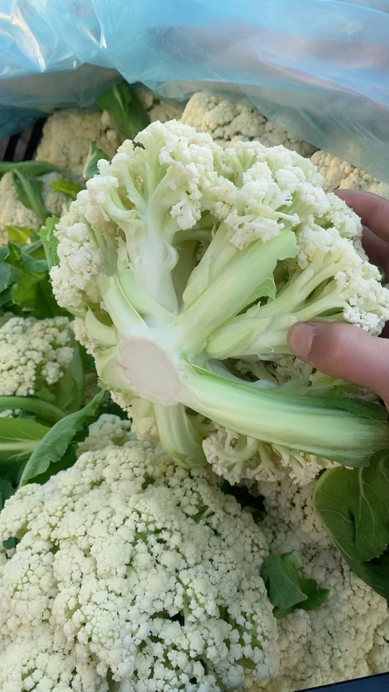 有机花菜山东松花1~2斤乳白质量产地直发