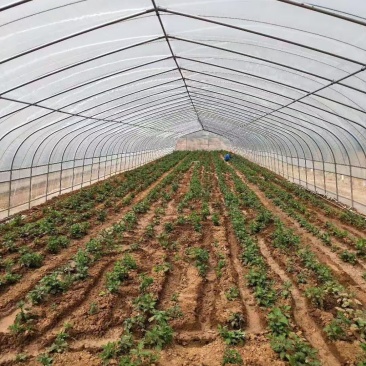 大棚钢管种植棚