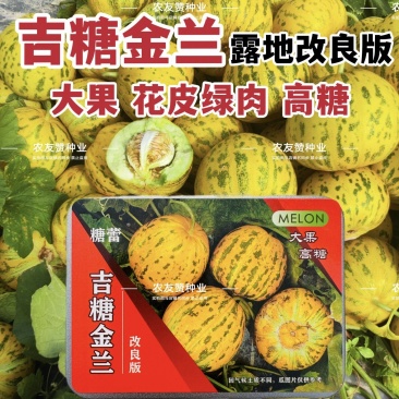 吉糖金兰甜瓜种子露地改良版大果花皮绿肉八里香甜瓜种子高糖