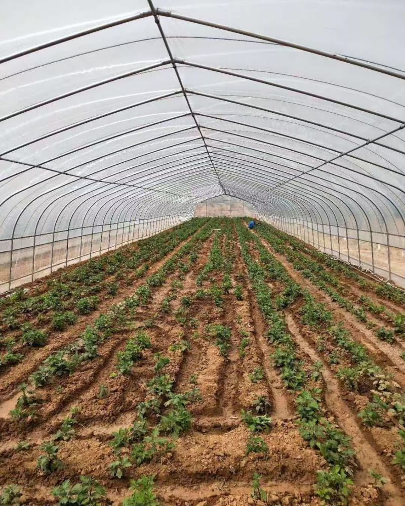 蔬菜大棚钢管椭圆管大棚种植大棚养殖大棚西瓜大棚连体大棚葡萄棚