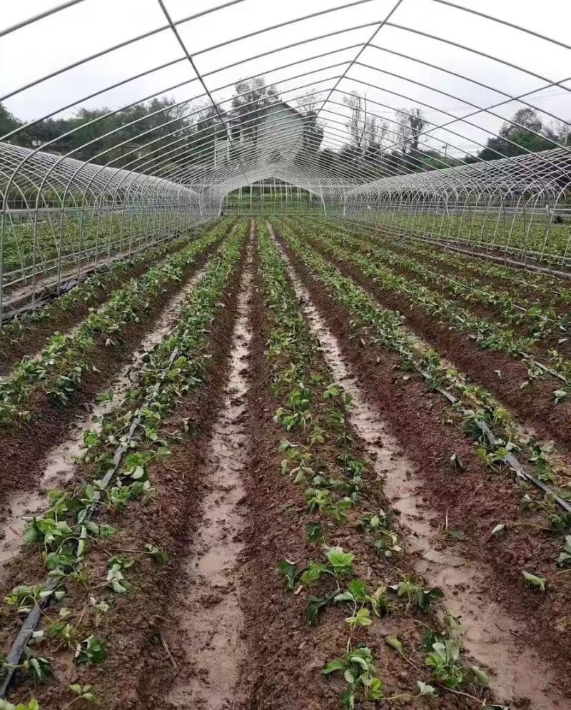 蔬菜大棚钢管椭圆管大棚种植大棚养殖大棚西瓜大棚连体大棚葡萄棚