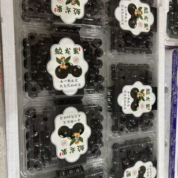 精品蛟龙果嘉宝果，基地直发，品质保证，可对接电商社区团