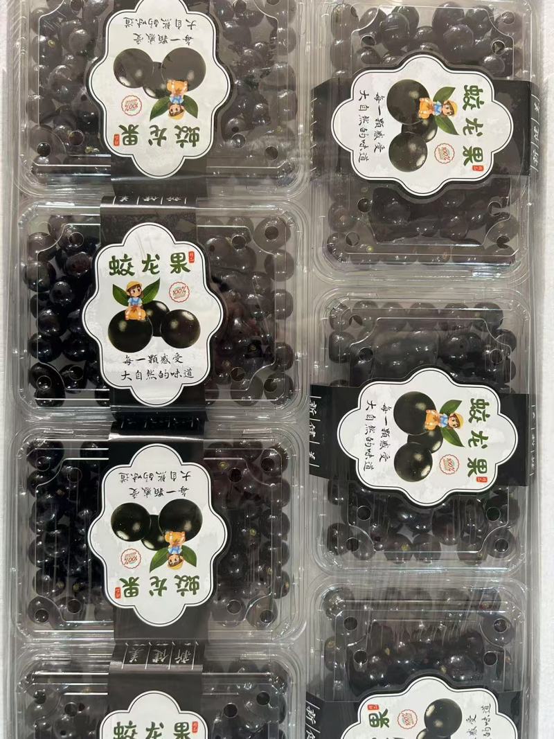 精品蛟龙果嘉宝果，基地直发，品质保证，可对接电商社区团