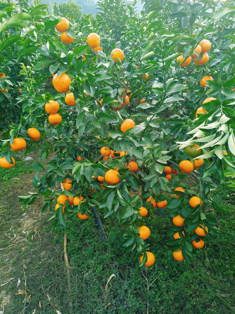 沃柑精品柑橘沃柑产地批发量大欢迎选购