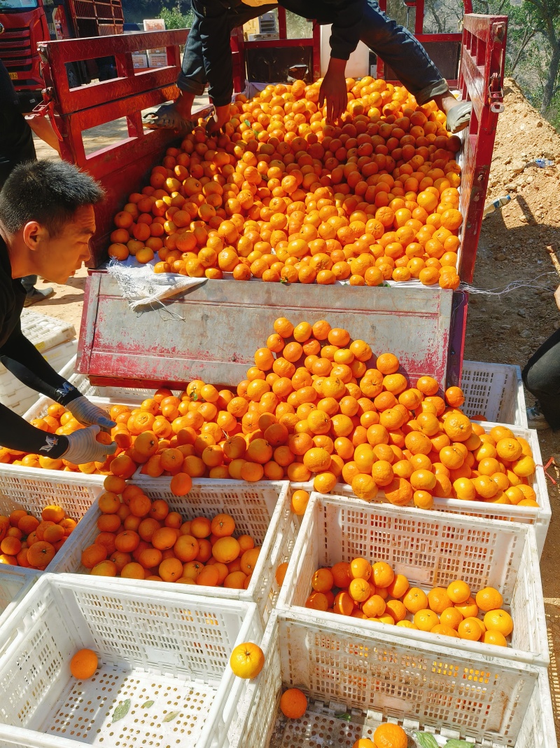 沃柑精品柑橘沃柑产地批发量大欢迎选购