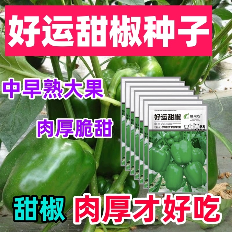 甜椒种子中早熟果绿色坐果能力好肉厚脆甜耐运输