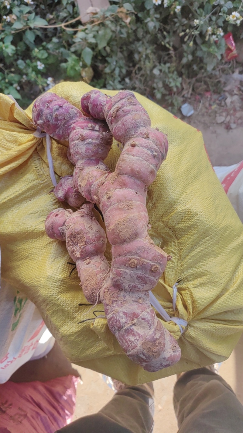 正宗红皮南姜新鲜良姜山姜泰国南姜冬阴功汤配料牛肉火锅卤水