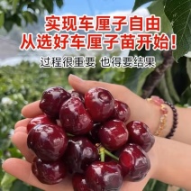 车厘子樱桃苗-俄罗斯8号-黑珍珠-美早-红灯-鲁樱