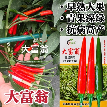 大富翁朝天椒种子早熟大果型青红两用朝天椒海椒种子高产抗病