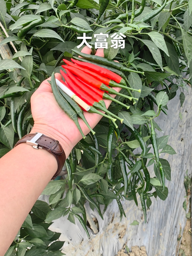 大富翁朝天椒种子早熟大果型青红两用朝天椒海椒种子高产抗病