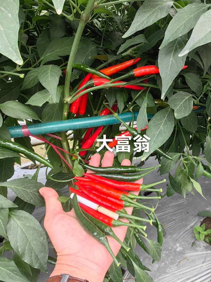 大富翁朝天椒种子早熟大果型青红两用朝天椒海椒种子高产抗病