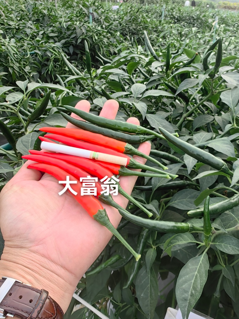 大富翁朝天椒种子早熟大果型青红两用朝天椒海椒种子高产抗病