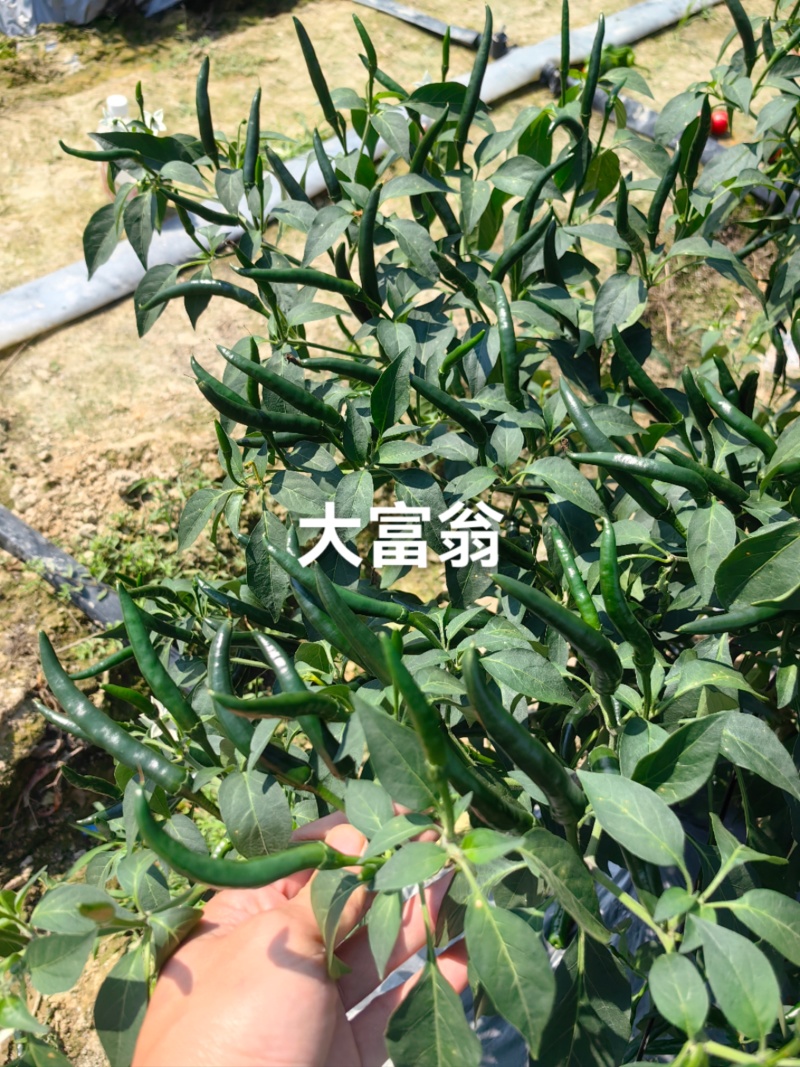 大富翁朝天椒种子早熟大果型青红两用朝天椒海椒种子高产抗病
