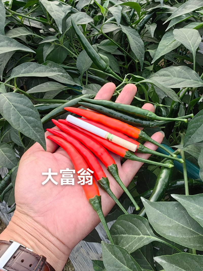 大富翁朝天椒种子早熟大果型青红两用朝天椒海椒种子高产抗病