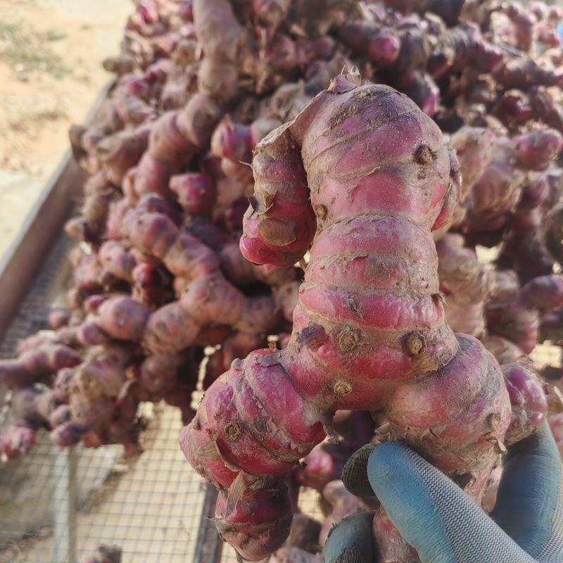 正宗红皮南姜新鲜良姜山姜泰国南姜冬阴功汤配料牛肉火锅卤水