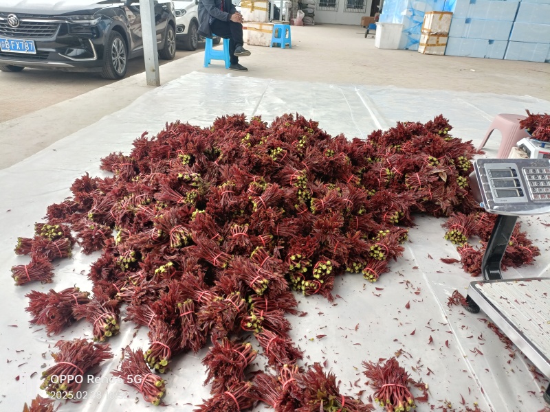 垂庆基地头茬红油香椿基地批发，有需要合作商来电联系
