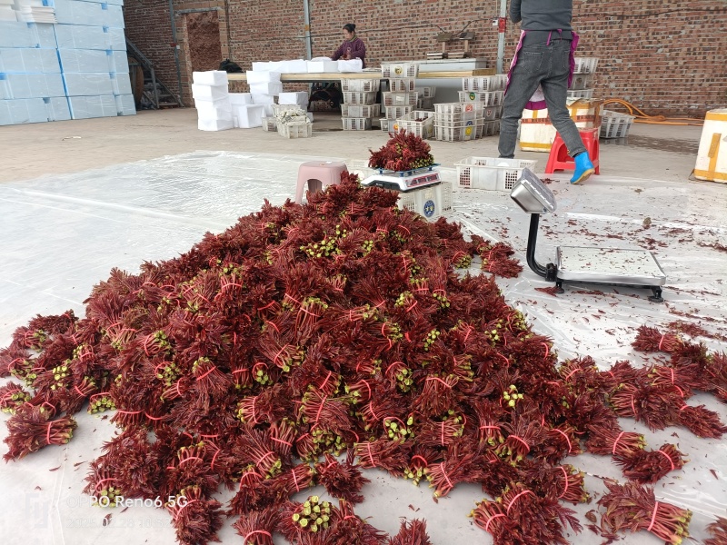 垂庆基地头茬红油香椿基地批发，有需要合作商来电联系