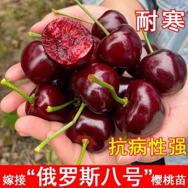 俄罗斯8号大樱桃树苗，品种好产量高包品种包邮，