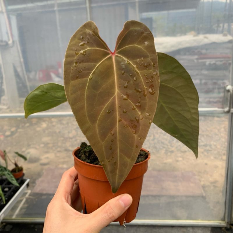 水晶花烛蝶桃杂黑麻麻自培品种基地直发