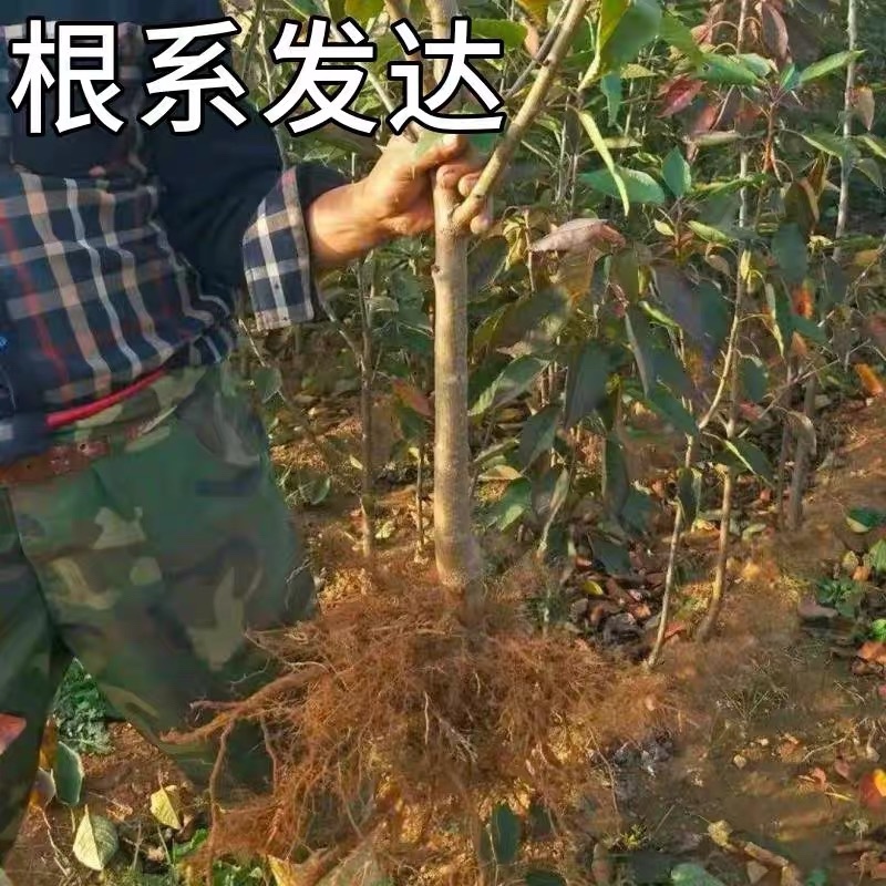 俄罗斯8号大樱桃树苗，品种好产量高包品种包邮，