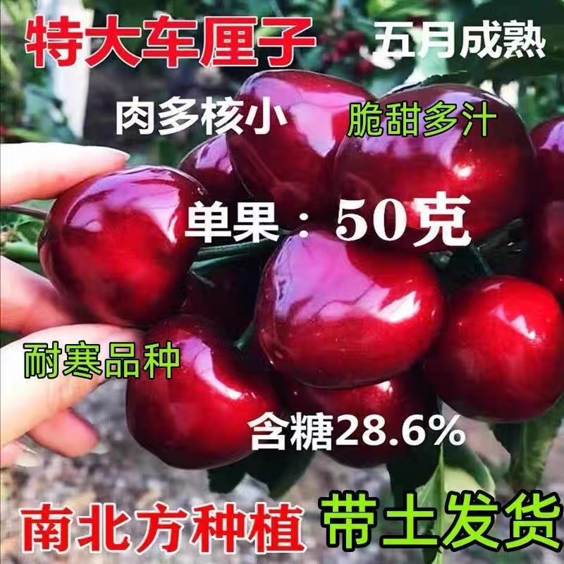 俄罗斯8号大樱桃树苗，品种好产量高包品种包邮，