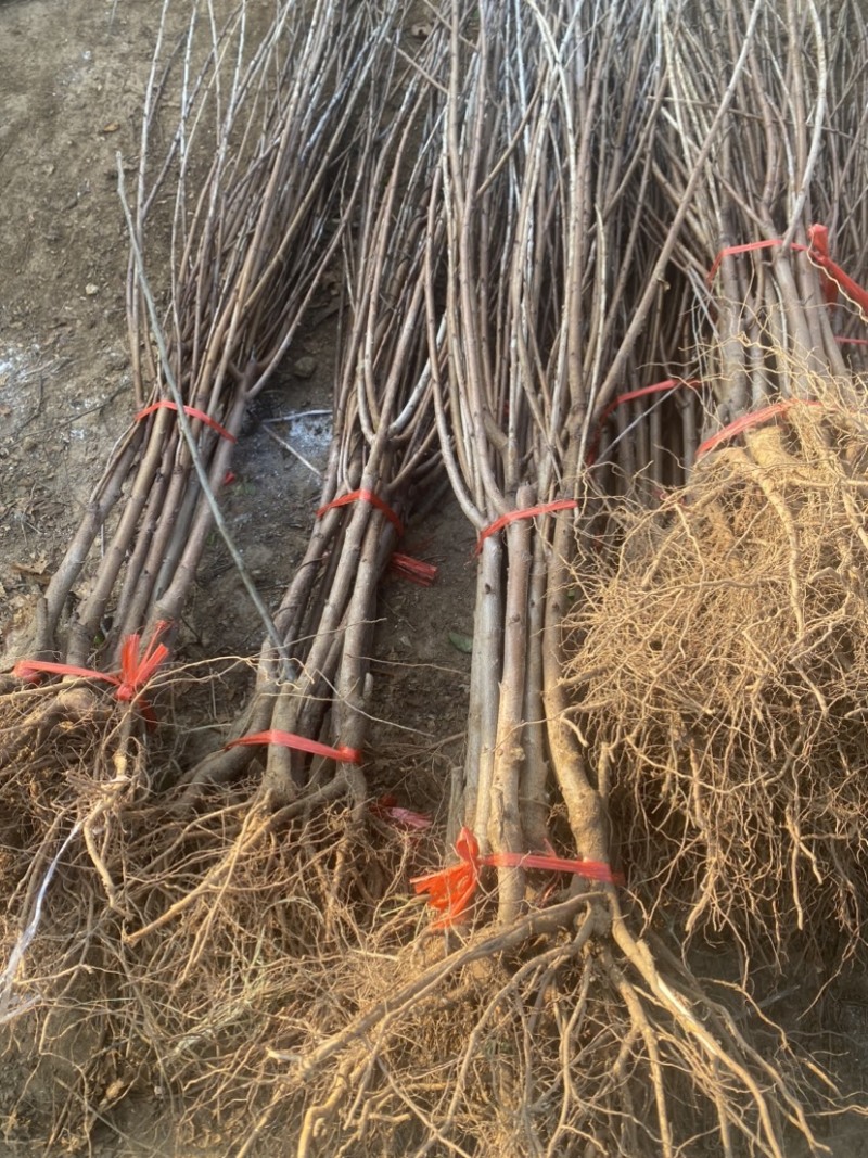 俄罗斯8号大樱桃树苗，品种好产量高包品种包邮，