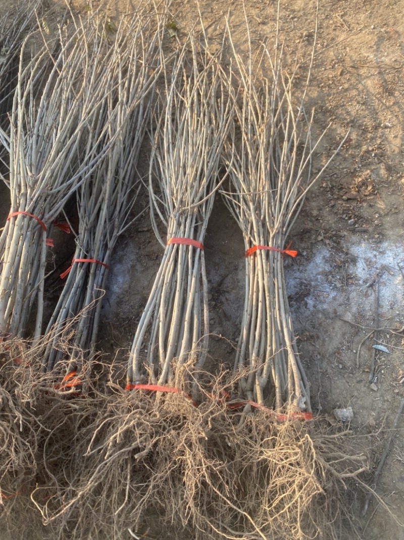 俄罗斯8号大樱桃树苗，品种好产量高包品种包邮，
