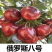 俄罗斯8号大樱桃树苗，品种好产量高包品种包邮，