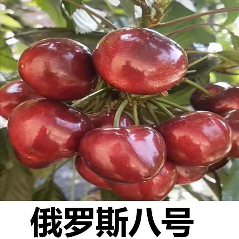 俄罗斯8号大樱桃树苗，品种好产量高包品种包邮，