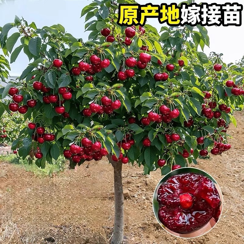 俄罗斯8号大樱桃树苗，品种好产量高包品种包邮，