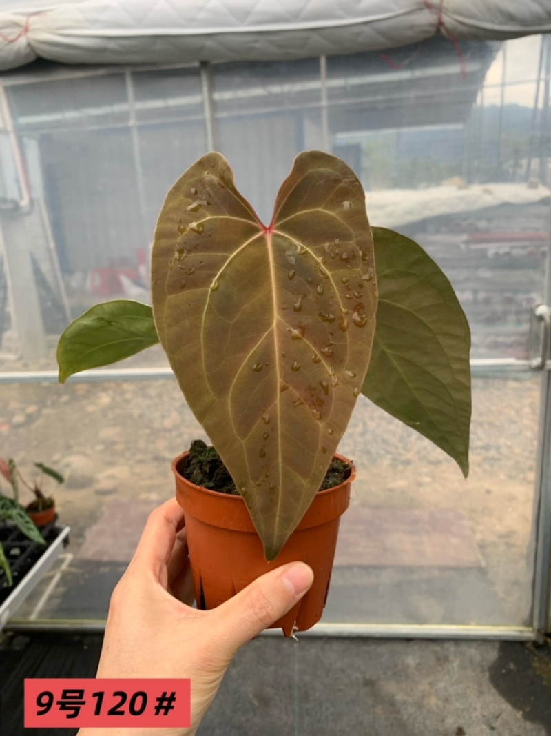 水晶花烛蝶桃杂黑麻麻自培品种基地直发