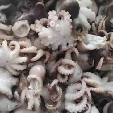 迷你八爪