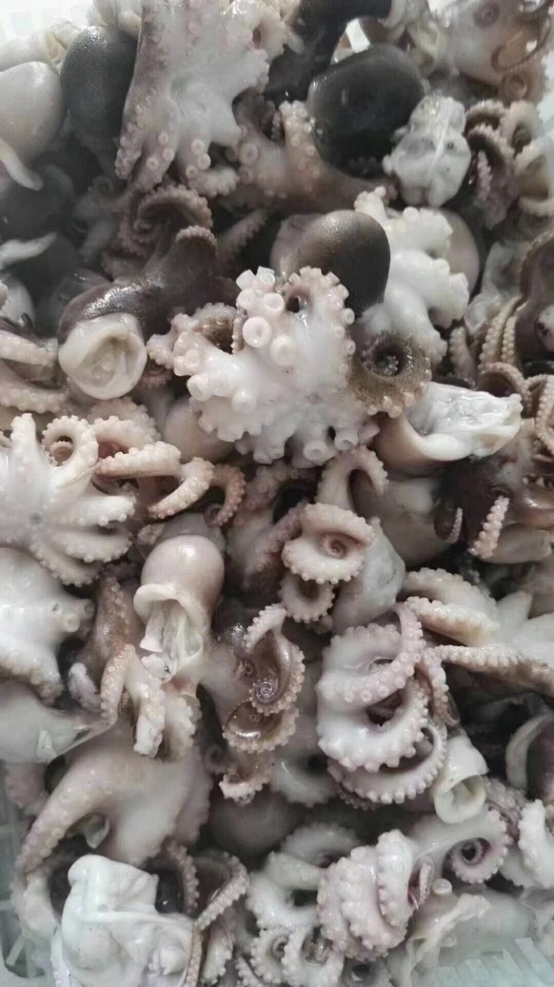 迷你八爪