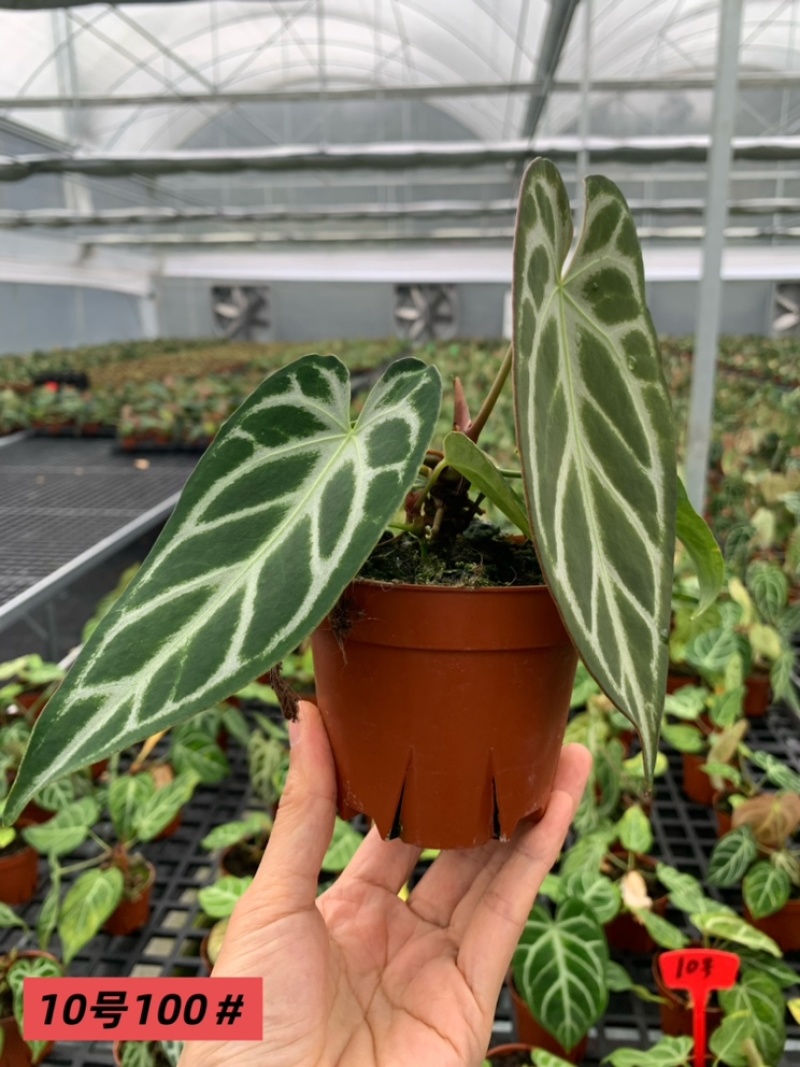 水晶花烛黑丝绒杂pai自培品种基地直发