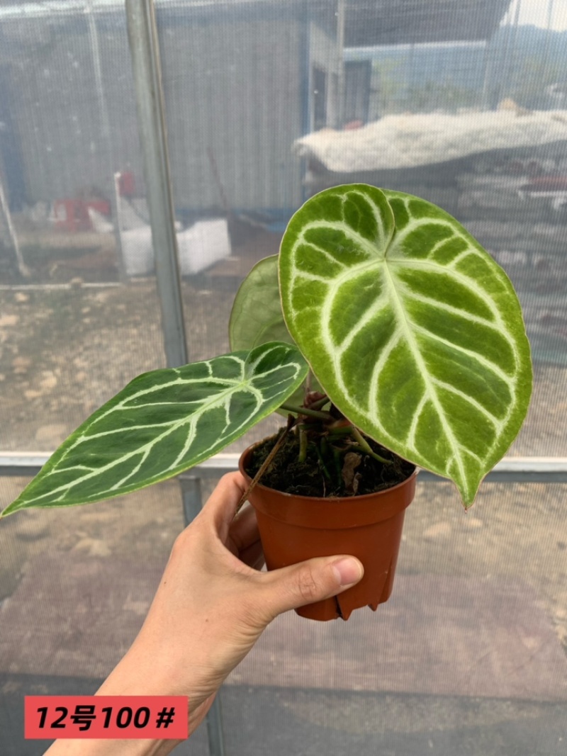 水晶花烛银刷子杂圆叶黑丝绒自培品种基地直发