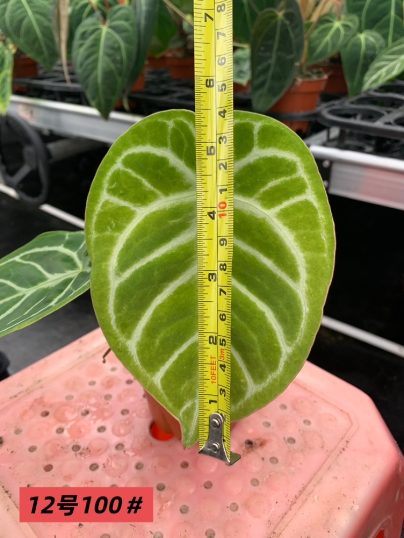 水晶花烛银刷子杂圆叶黑丝绒自培品种基地直发
