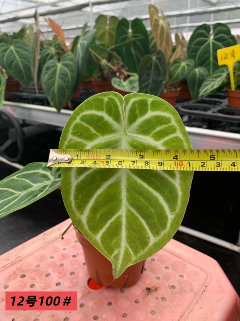 水晶花烛银刷子杂圆叶黑丝绒自培品种基地直发